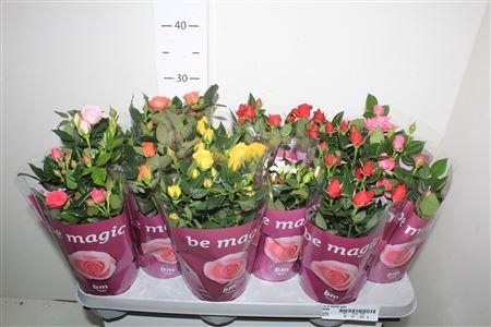 <h4>Ro B Monde Gem</h4>