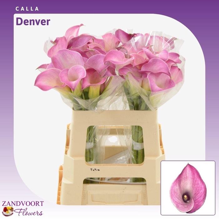 <h4>Calla Denver</h4>