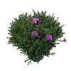 Aster Henri I Pink