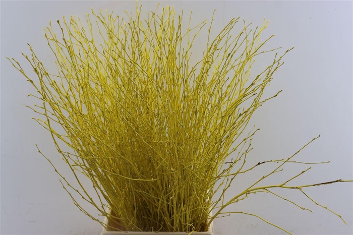 Berk 70cm Geel Pbs