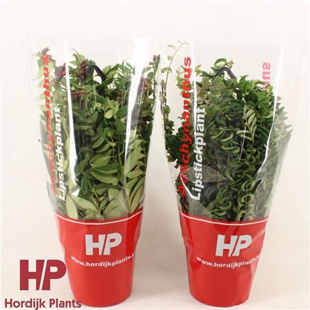 <h4>Aeschynanthus Gemengd Hang</h4>