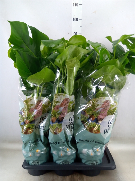 <h4>Monstera delic.</h4>