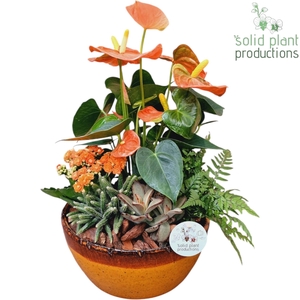 AT083 Olivia Orange Anthurium