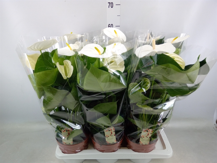 <h4>Anthurium andr. 'Alpine'</h4>