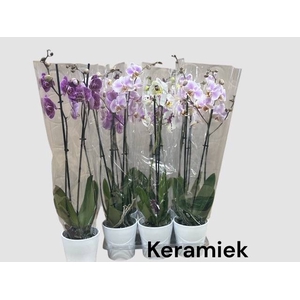 PHAL MIX 2 TAK CERAMICS