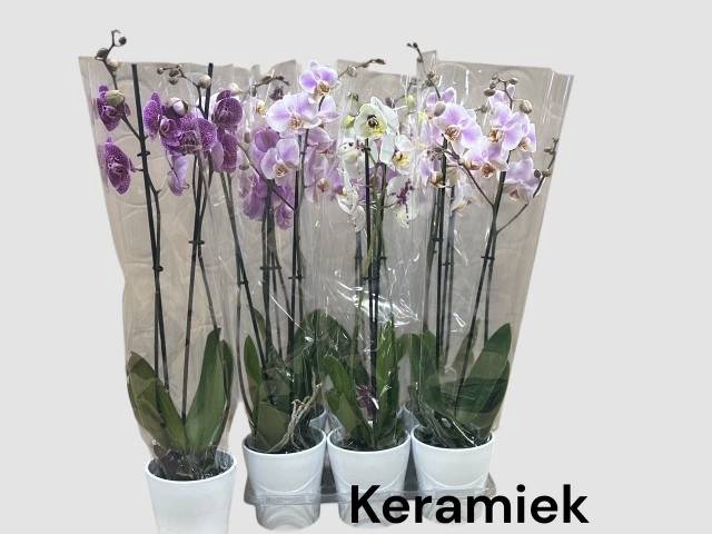 <h4>PHAL MIX 2 TAK CERAMICS</h4>