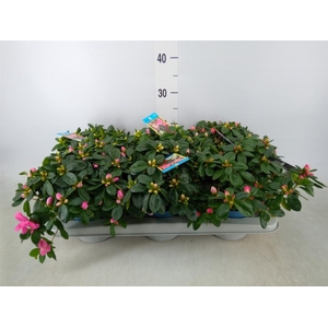 Rhododendron sim. 'Hellmut V' .mix6