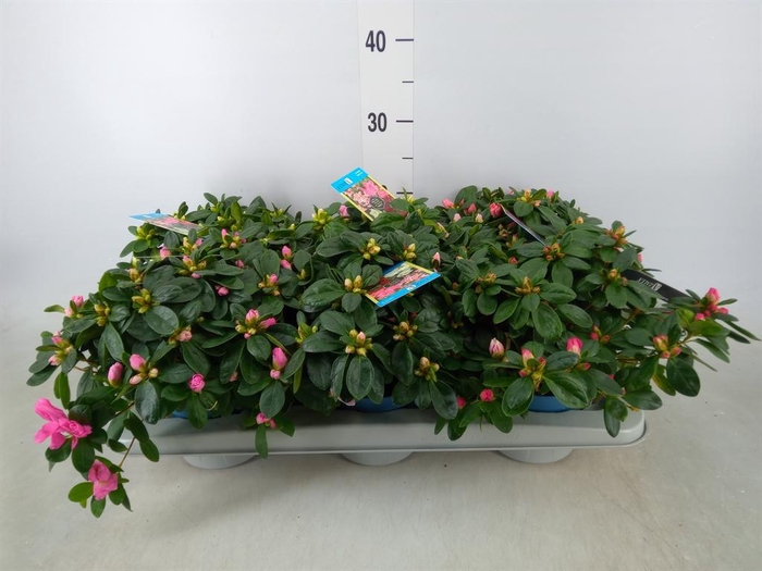 <h4>Rhododendron sim. 'Hellmut V' .mix6</h4>