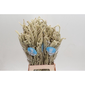 Amaranthus Yearming Desert