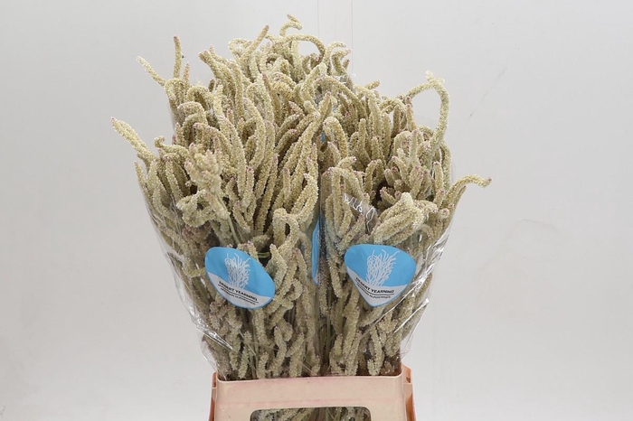 <h4>Amaranthus Yearming Desert</h4>