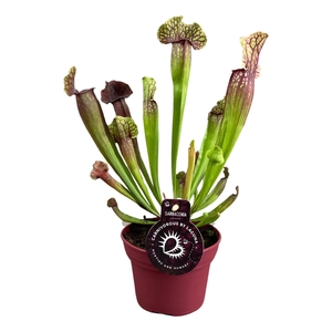 SARRACENIA OV