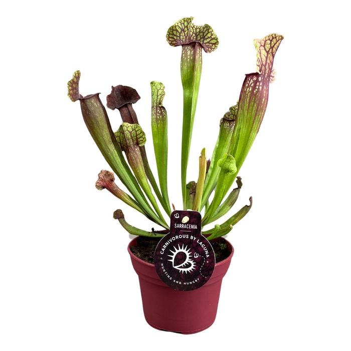 <h4>SARRACENIA OV</h4>