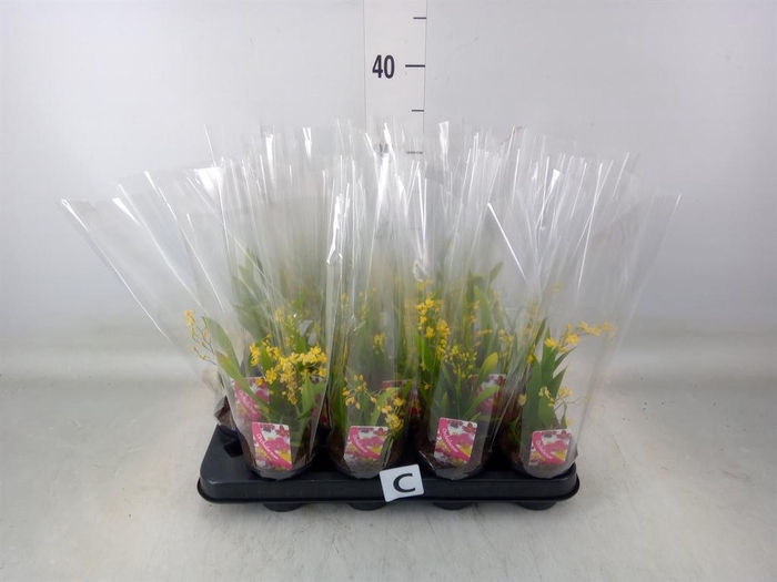 <h4>Oncidium ...</h4>