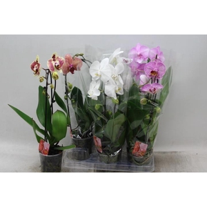 PHAL EL CASCADE
