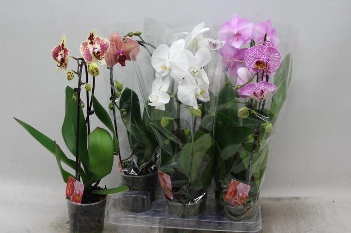 <h4>PHAL EL CASCADE</h4>