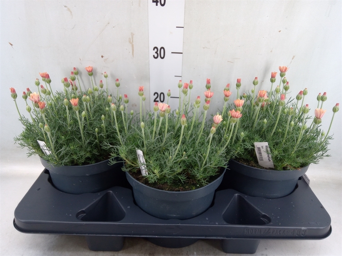 <h4>Rhodanthemum hosm. 'Zagora Orange'</h4>