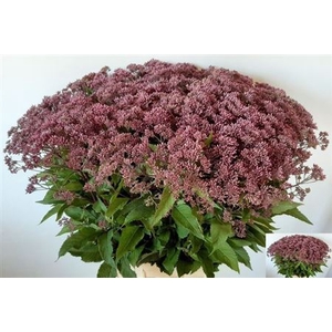 Eupat Mac Atropurpureum