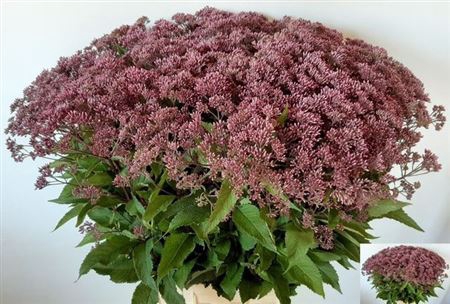 <h4>Eupat Mac Atropurpureum</h4>