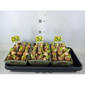 Arr. Narcissus Tete Tete L%