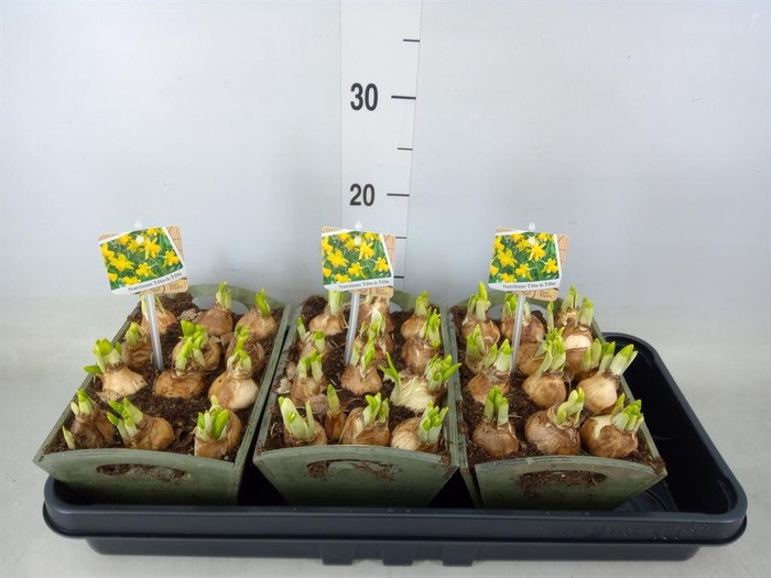 <h4>Arr.  Narcissus Tete Tete L%</h4>