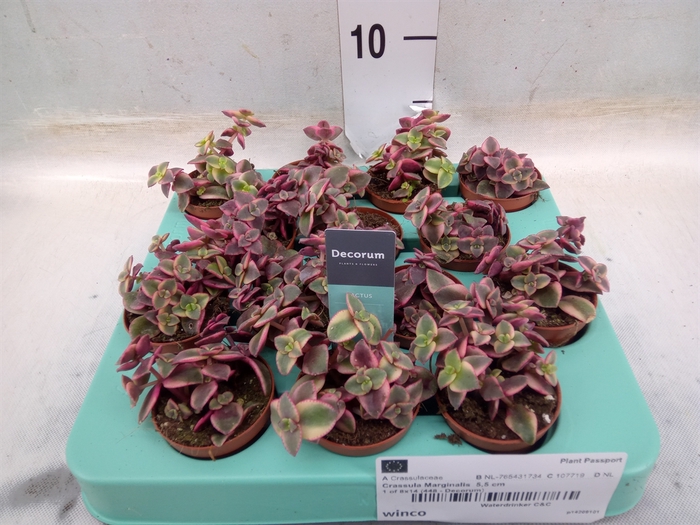 <h4>Crassula marginalis</h4>