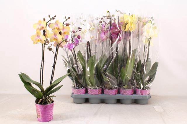 <h4>PHAL GEM 5 KL</h4>