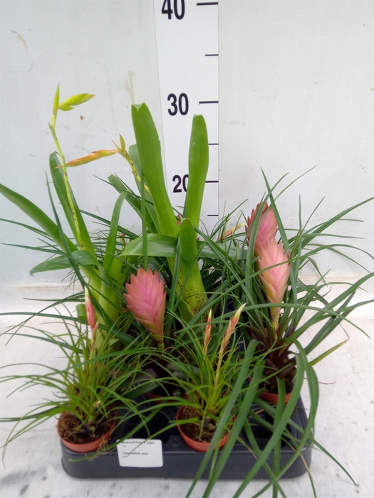 <h4>Tillandsia  ...mix</h4>