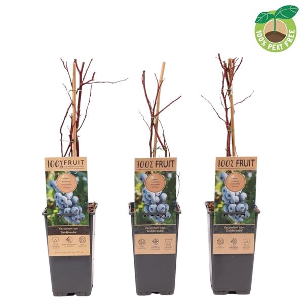 <h4>Vaccinium cor. 'Goldtraube', P15</h4>