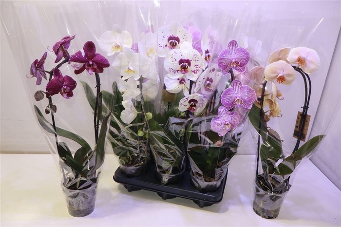 <h4>Phal El Cascade</h4>