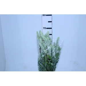 CAMARAO VERDE 050 CM