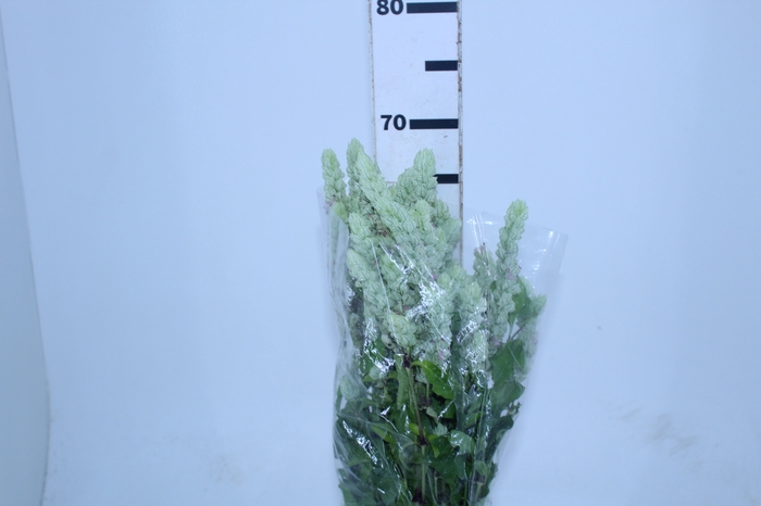 <h4>CAMARAO VERDE 050 CM</h4>