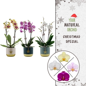 Flower Symphony | Mix in Silent Night keramiek | Phal. 2 spike