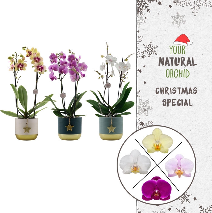 <h4>Flower Symphony | Mix in Silent Night keramiek | Phal. 2 spike</h4>