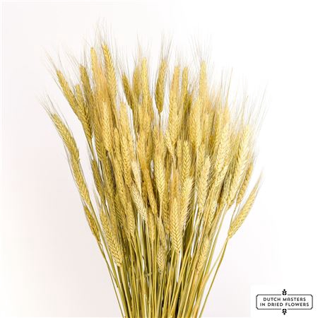 <h4>Dried Triticale Natural Bunch</h4>