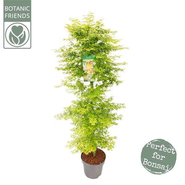 <h4>Acer palm. 'Little Princess'</h4>