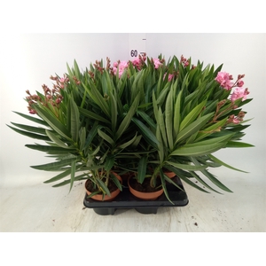 Nerium oleander   ...