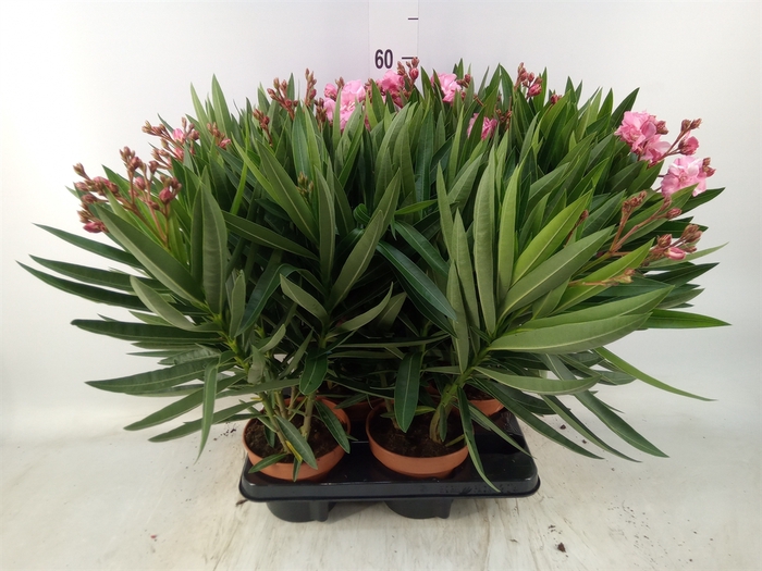 <h4>Nerium oleander   ...</h4>
