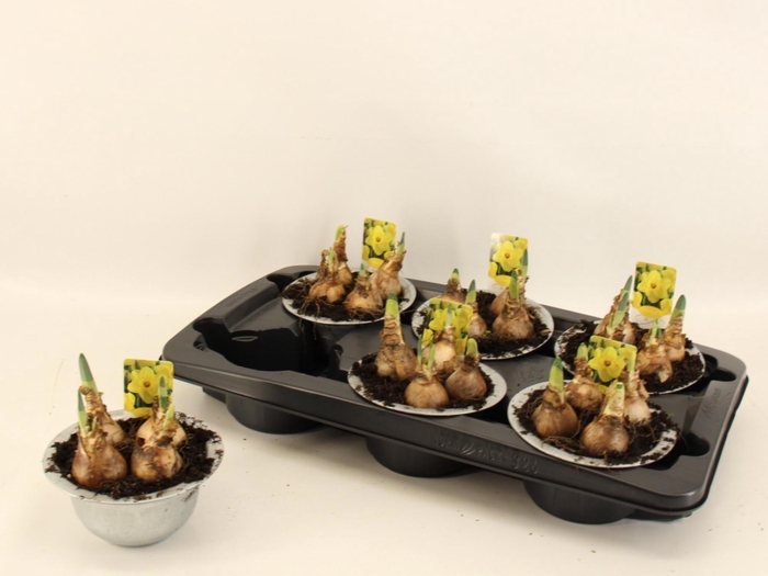 Narc T Lucky Number In Zinken Bakje