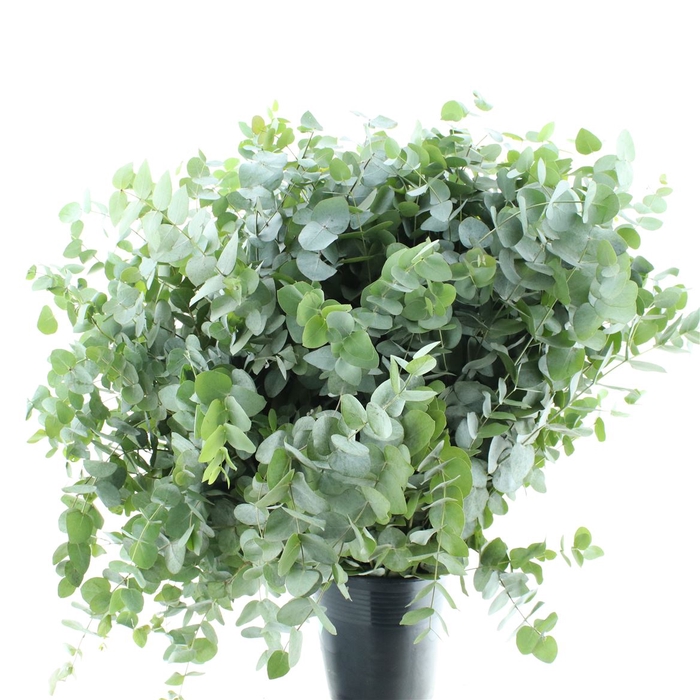 <h4>Euca Cinerea P Stem 100cm (10 Stems Per Bunch)</h4>