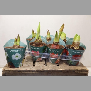 Hipp Gem 4 Srt In Potcover