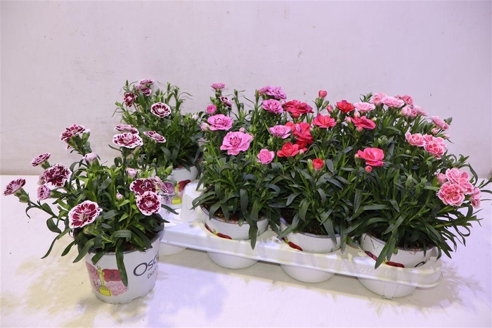 <h4>Dian Gemengd</h4>