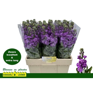 MATTH MILLA LAVENDER