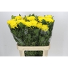 Chrysanthemum Gp Rossano Yellow