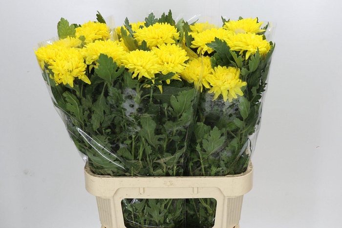 Chrysanthemum Gp Rossano Yellow