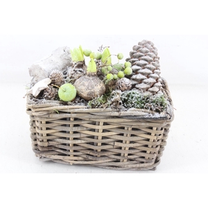 arr4 Hyacint MB - Kubu rechth. 285/6