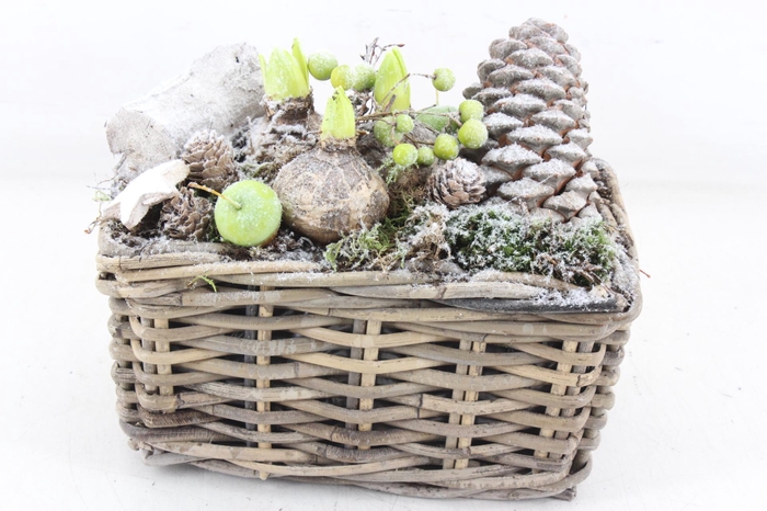 <h4>arr4 Hyacint MB - Kubu rechth. 285/6</h4>