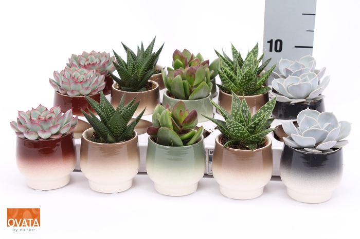 <h4>SUCC GEM 5 SRT</h4>