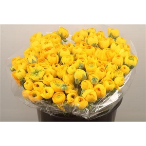 Ran. Elegance Yellow Extra