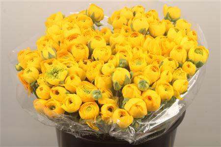 <h4>Ran. Elegance Yellow Extra</h4>