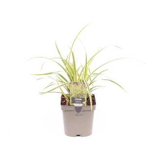 Carex morrowii 'Vanilla Ice'